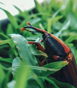 Close-up of insect on plant