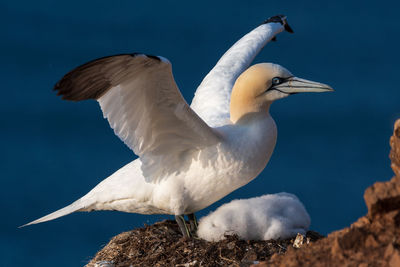 Close-up of seagull flying