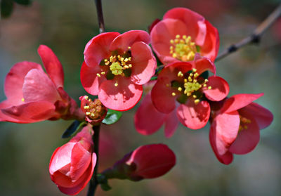 Close-up of pink flowers