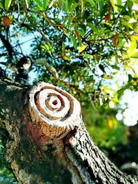 Close-up of lizard on tree trunk