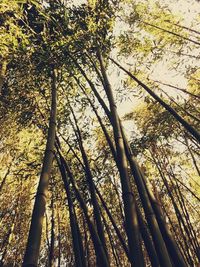 Low angle view of trees