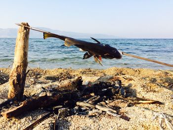 Bird perching on shore against clear sky