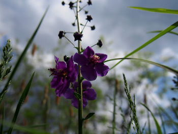 Close-up of purple flowering plant