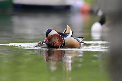 Duck swimming in lake