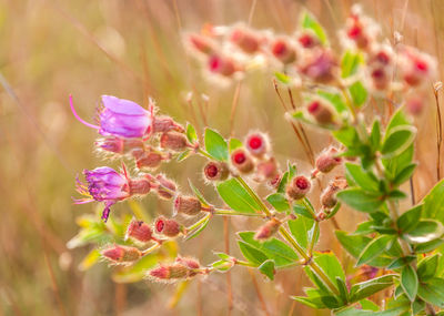 Close-up of pink flowering plant