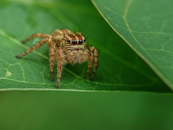 Close-up of spider on leaf