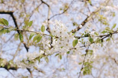 Close-up of cherry blossoms in spring