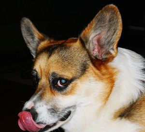 Close-up portrait of a dog