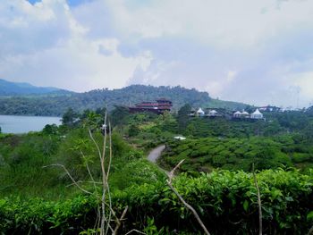 Panoramic shot of plants and trees against sky