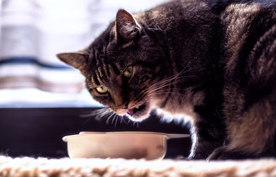 Close-up portrait of cat