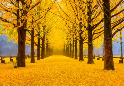 Trees in park during autumn