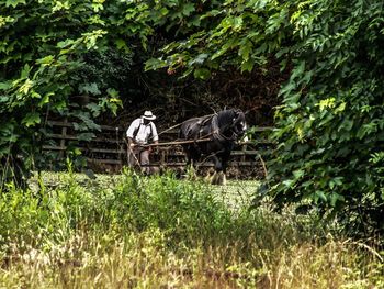 Horse on grass against trees