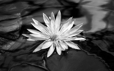 High angle view of water lily blooming in pond at park