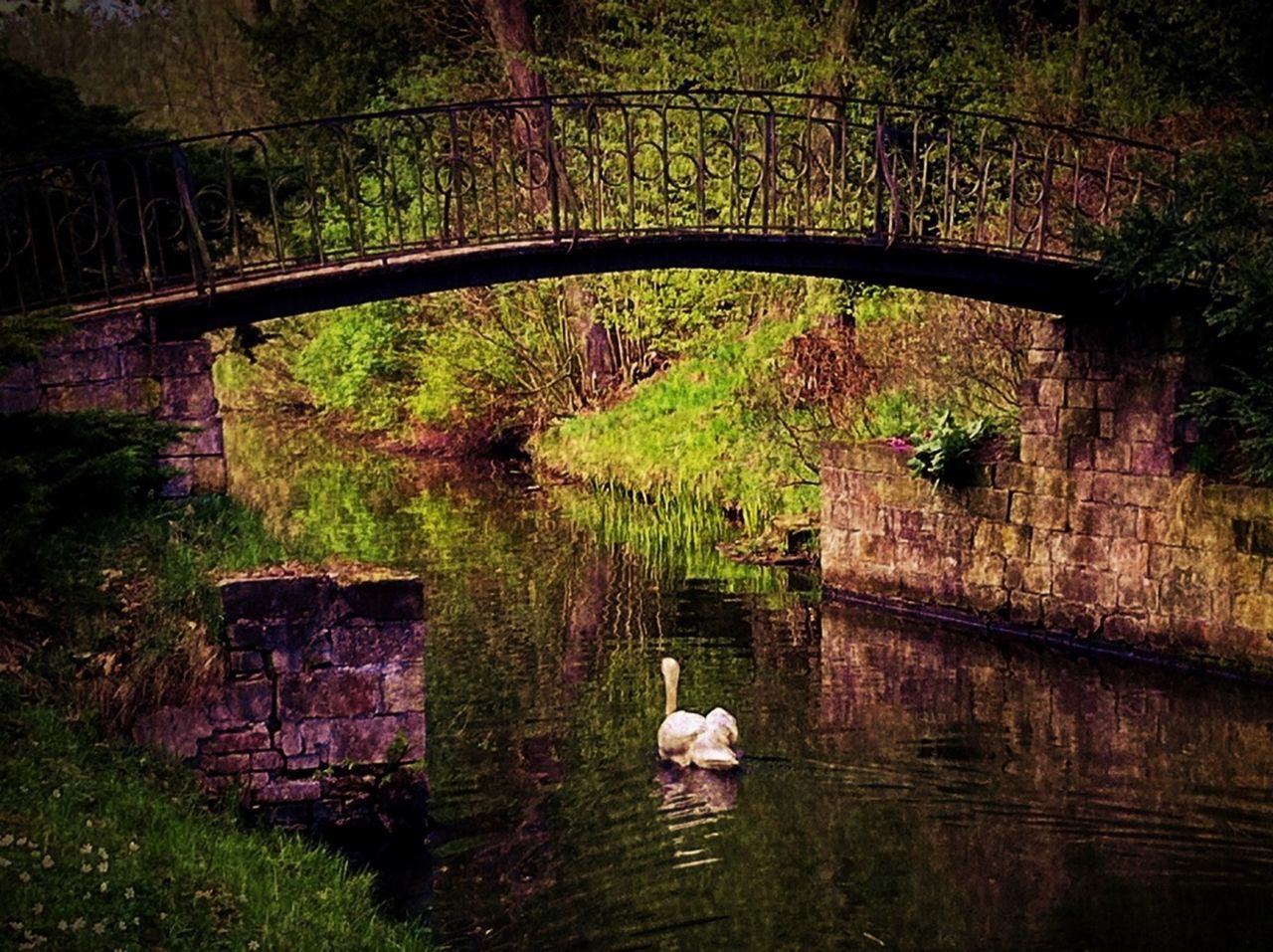 animal themes, tree, one animal, water, domestic animals, reflection, nature, built structure, mammal, plant, wildlife, lake, growth, bird, forest, pets, outdoors, tranquility, wood - material, no people