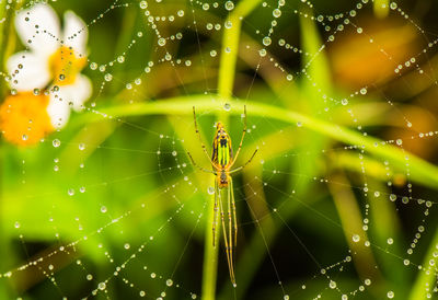 Close-up of spider on web