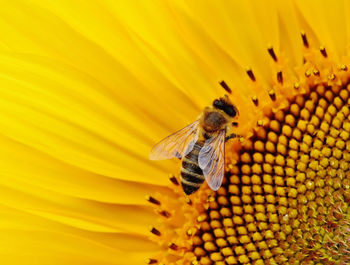 Close-up of bee pollinating on yellow flower