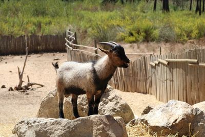 Goat standing by rocks on field during sunny day
