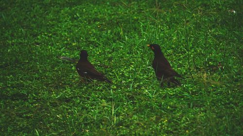 View of two birds on grass