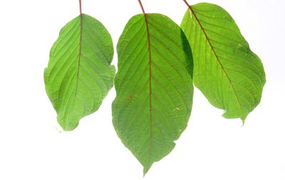 Close-up of leaves against white background