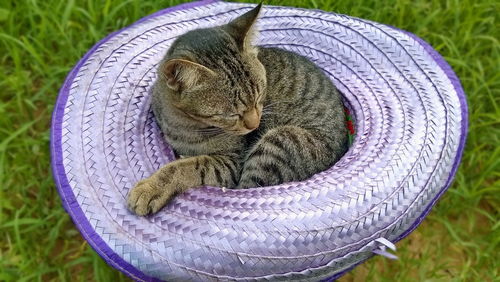 Close-up of a cat sleeping