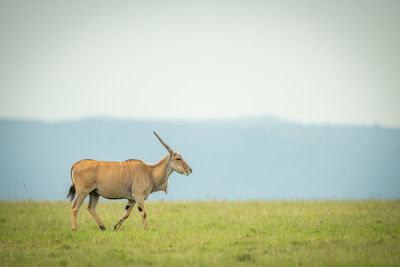 Common eland walks across grass on horizon