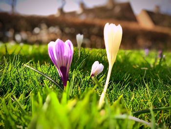 Close-up of purple crocus flowers on field