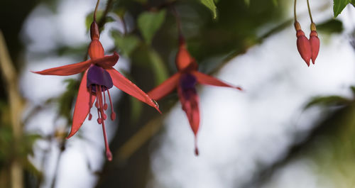 Close-up of red flowering plant