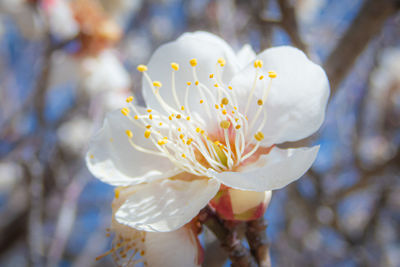 Close-up of white cherry blossom