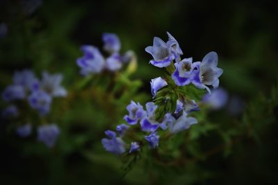 Close-up of purple flowering plants