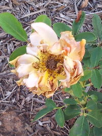 Close-up of pink flowers