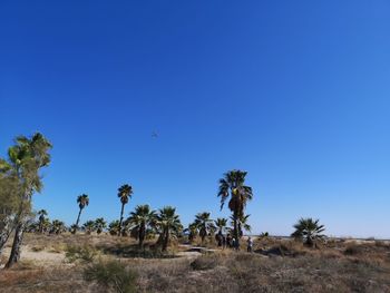 View of trees on landscape against blue sky