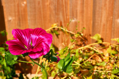 Close-up of pink flowering plant