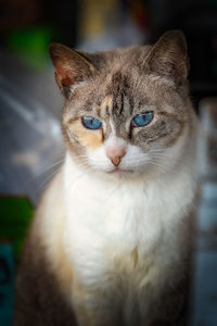 Close-up portrait of cat