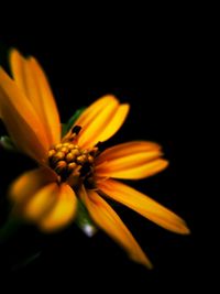 Close-up of yellow daisy blooming in park