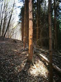 Trees in forest