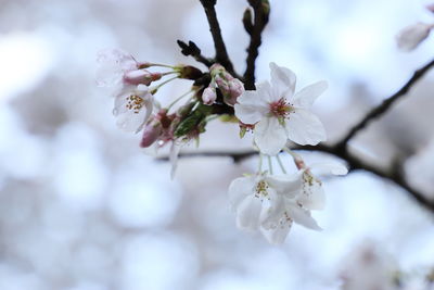 Close-up of cherry blossom