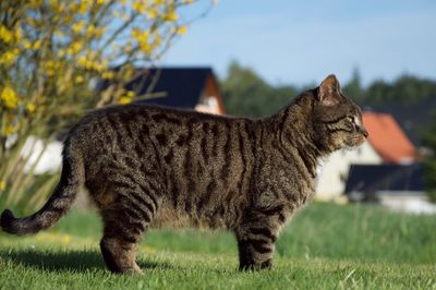 Profile view of cat standing on grassy landscape