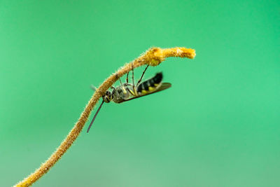 Close-up of insect on green leaf