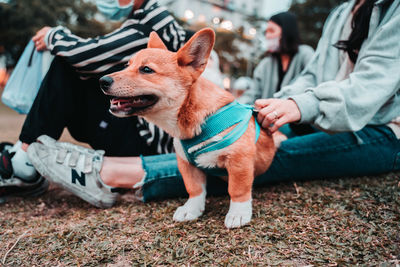 Low section of person with dog