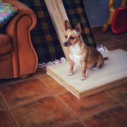 Low section of dog sitting on floor at home