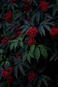 Full frame shot of red berries