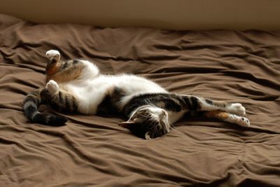 Cats sleeping on bed at home