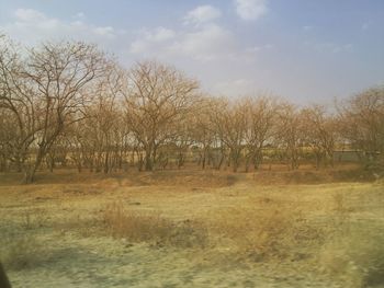 Bare trees on landscape