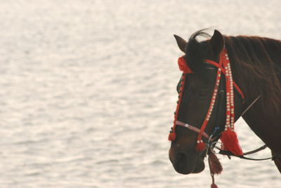 Horse by sea