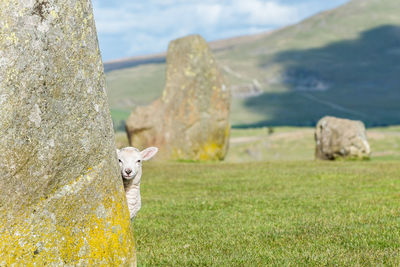 Portrait of a sheep on rock