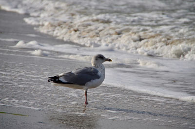 Seagull perching on shore