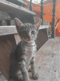 Portrait of kitten sitting outdoors