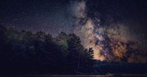 Trees against sky at night