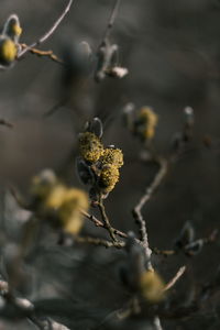 Close-up of wilted flower