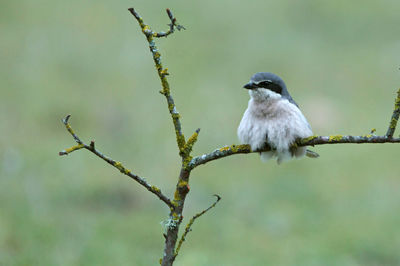 Low angle view of bird perching on branch